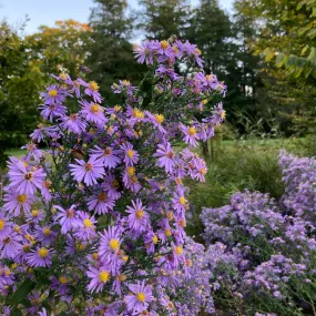 Smooth Blue Aster - Symphyotrichum laeve 'Bluebird'